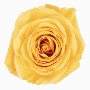 ROSE BUMBLEBEE - 40 CM